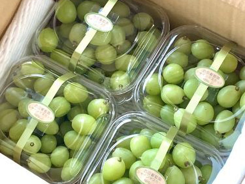 シャインマスカット粒パック入り シャインマスカット 粒パック 1.2kg (家庭用) CC-124 | 岡山県和