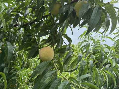 青桃１kg(10～20個）・Quả đào xanh