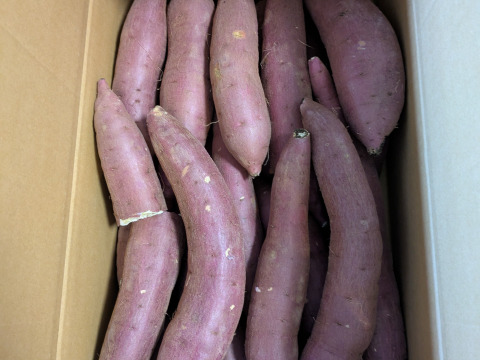 ねっとり甘い！熟成紅はるか　Mサイズ　5kg さつまいも