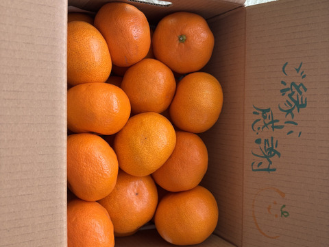 M～Lサイズ3kg:とみ子ばぁばの宮川早生糖度12度以上！和歌山県有田産【夜市限定】