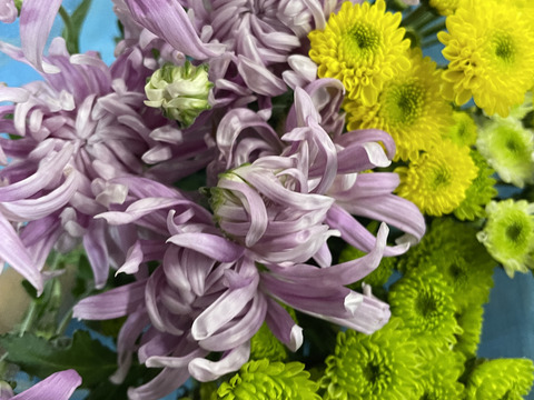 【数量限定！】スプレーマム25本セット！（5～6品種）