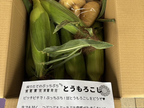 朝の採りたて発送！とうもろこし🌽6本(本州の方限定）