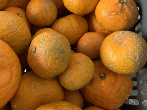 超訳ありみかん 約2.5キロ箱込み 訳あり西浦みかん わけありみかん サイズ不揃い、皮に傷あり、皮厚