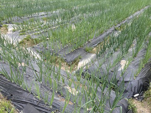 玉葱　七宝甘70　奈良県五條市産