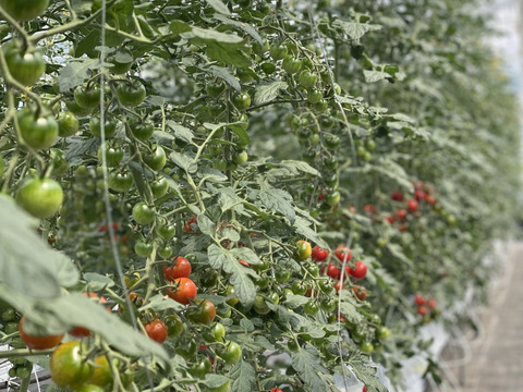 【冬ギフト】芳醇高糖度ミニトマトの贅沢ジャム140g×3