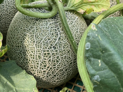 【茨城県 旭村産】 イバラキング&クインシーメロン詰め合わせ【2玉】