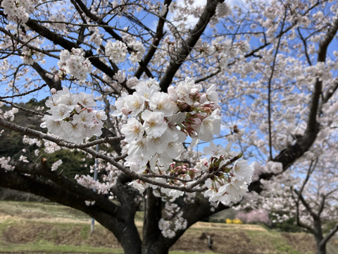 桜のハチミツさん　160g
