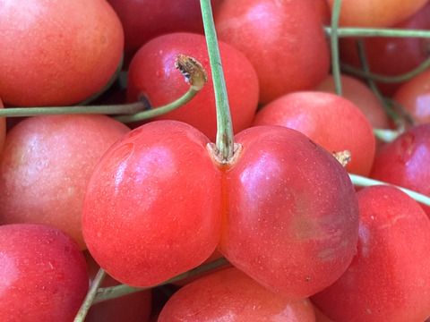 🍒スーパーBIGセール🍒【朝どれ】《紅秀峰》さくらんぼ 山形県東根産