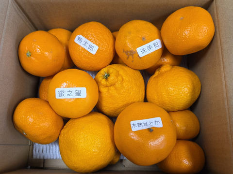 【柑橘食べ比べ】甘～いみかん！お手頃価格で食べきりサイズ！旬のこだわり柑橘をまるごと楽しむ！３～５種類入り！何の品種が入っているか「お楽しみかん」 ご家庭用　約2kg入【商品番号999】