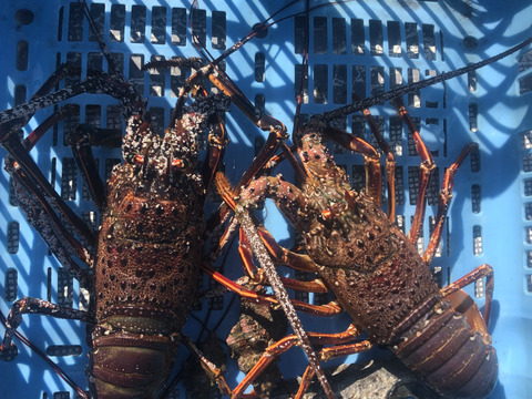 【活き】伊勢海老　大型2匹。