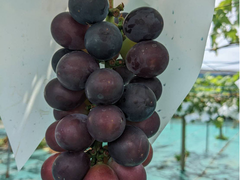 ぶどう（藤稔）4房