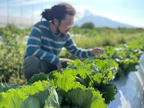 旬の農薬化学肥料不使用・野菜セット『Lサイズ』５〜６人分