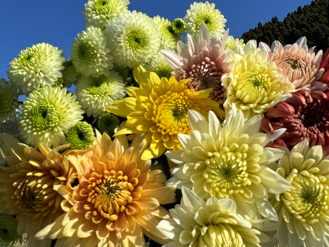 【年末年始限定】新年に華やかな菊（マム）を！おまかせ10本セット（60ｃｍ）