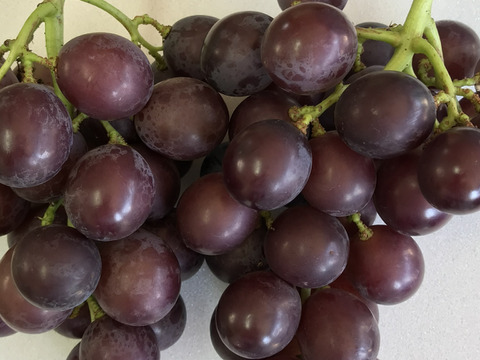 【ご家庭用】ジューシー！あま〜い！露地栽培！紀州有田巨峰村三木と園の種あり藤稔（ふじみのり）１.５ｋｇ（６～８房）