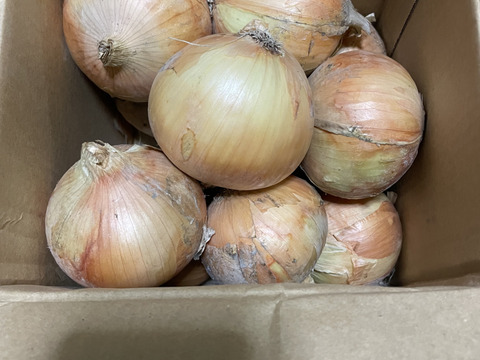 淡路島産玉ねぎの王様】玉ねぎの王様 ターザン（3キロ）：兵庫県産の