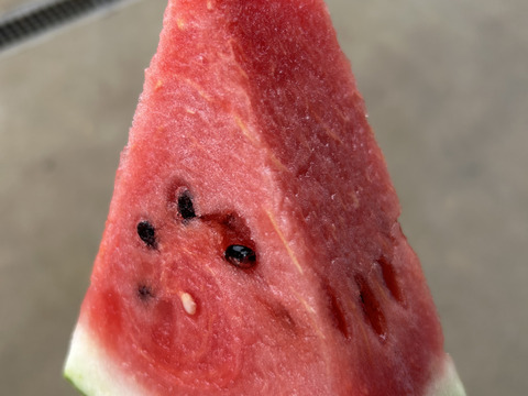 リピーター増加中！シャリジュワッ
大玉すいか(8kg〜9kg)