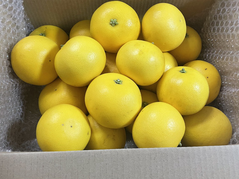 国産グレープフルーツ　(防カビ剤、防腐剤、ワックスなど不使用)  摘果してないので、サイズバラバラ 箱込み約3.8キロ以上 　酸っぱいです‼