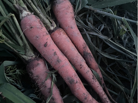 夏の終わり感じる野菜Sセット（１～３人向け）