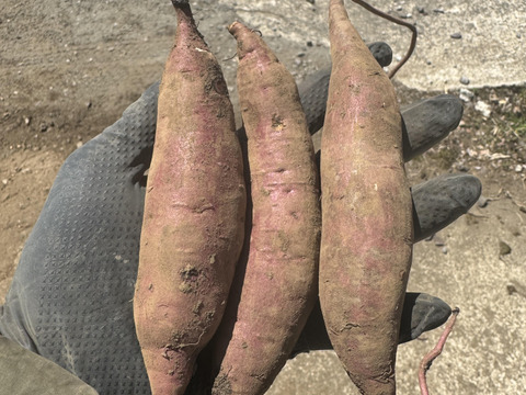 熊本県産オーガニックさつまいも！ぱくぱくふくむらさき【紫芋の中で最高糖度】（箱込み5kg）抗酸化作用のアントシアニンが豊富！