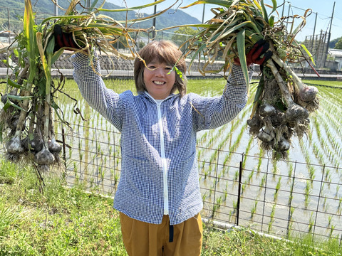 今が旬！ホクっと赤にんにく【農薬・化学肥料不使用】長持ちします　1キロ　10個前後