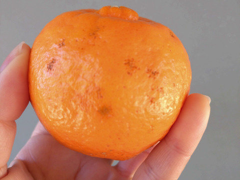 【加工用】土佐の温暖な気候で、うま味がギュッ！！と詰まったぽんかん（キズ大め　M～２Ｌ　５キロ）