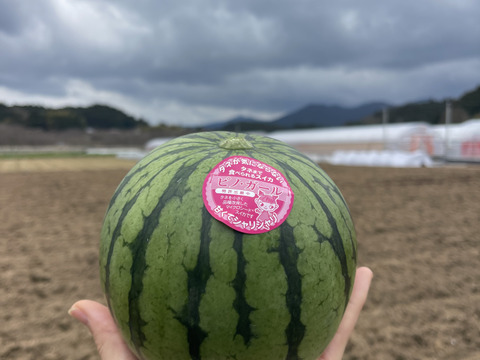ウエヒラスイカ　小玉スイカ　ピノガール　2ｋｇ〜4ｋｇ程