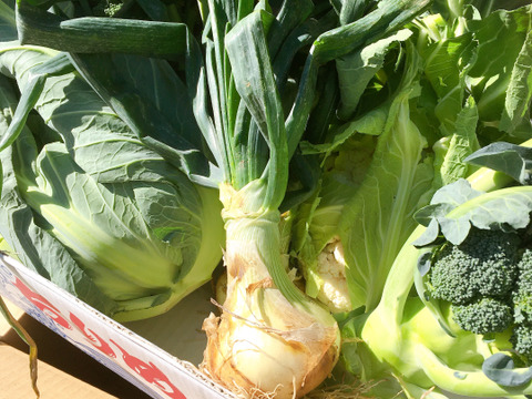 漁師のお野菜セット?春のお野菜いろいろ初回ドッサリ福箱 即日出荷のためコンビニ支払いはごめんなさい