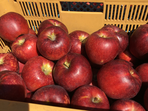 【秋映】家庭用✨シャキッと食感！味も色も濃い秋のりんご！