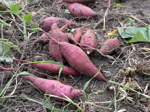 新芋　栽培期間中農薬化学肥料不使用　さつまいも　紅はるか　4キロ