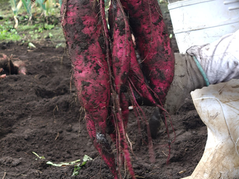 熟成3週間〜4週間済　紅はるか2k　シルクスイート2k　食べ比べセット