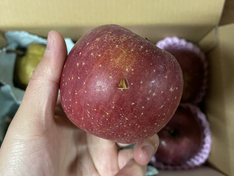 太陽の光を浴びた☆B級品サンふじ☆家庭用企画