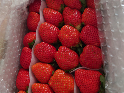 トクトク🍓いちごの宝石箱 朝摘み完熟酵素栽培のこだわりいちご