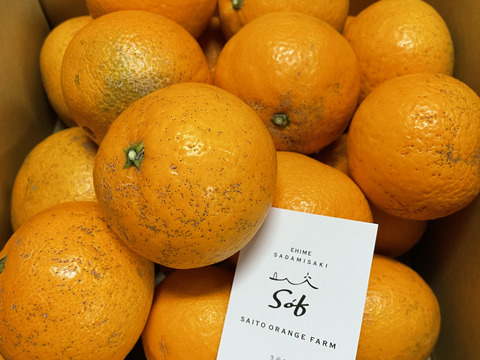 愛媛県産　清見オレンジ　訳あり・お徳用　10kg(箱込）