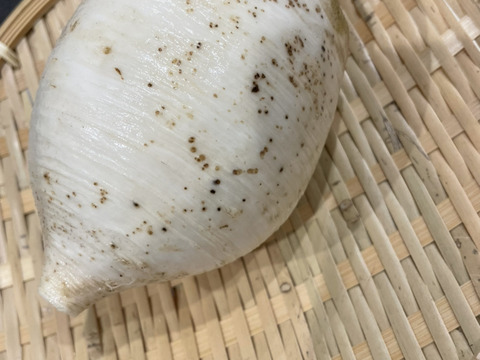 最終売りつくし！【訳あり品】ビリっとうま辛い！風味が豊かな辛味大根★松館しぼり大根(LLサイズ箱込み5Kg)