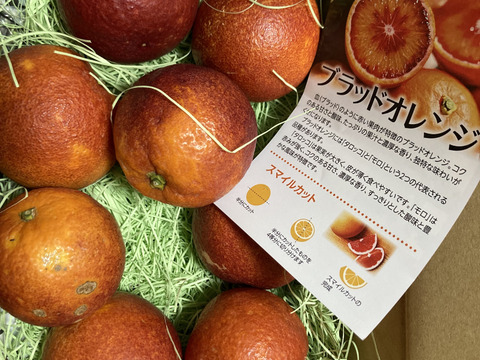 【食べチョクグランプリ受賞】滅多にお目にかかれない『幻の生ブラッドオレンジ』国産やみつきリピーター続出🍊傾斜35度の崖上で収穫される希少な宇和島ブランドみかん☆お試し約1kg【4月上旬予約】
