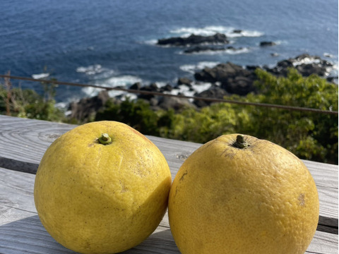 さっぱりした甘さ！屋久島のサワーポメロ　1㎏