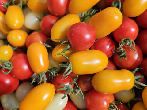 期間限定【朝どり直送】トマトミックス(農薬不使用)