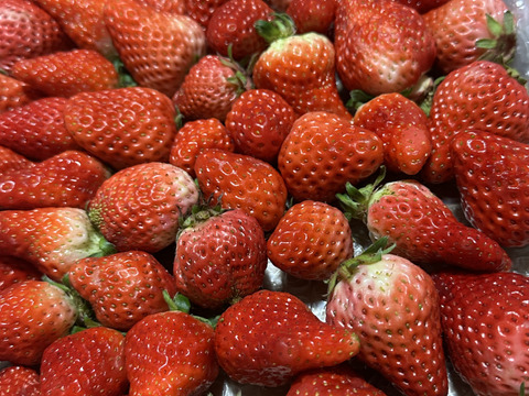 生の風味をお届け。気にしない方限定🍓バラ詰苺BOX（約1000g）大きさ形が不揃いです