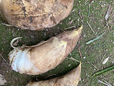 春の味覚盛り合わせ　たけのこ1.3キロとタラの芽300グラム　京都産　天然