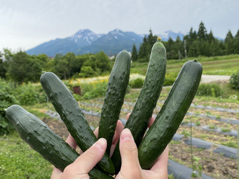 期間限定　夏の高原きゅうり　2キロ　夏野菜　朝採り(kyuri)