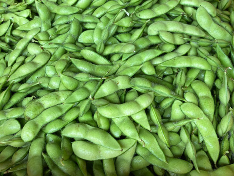 旨さ倍増！秋の枝豆！250g✕4