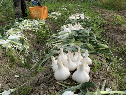 【自然農ジャンボニンニク】令和7年度産 1Kg、自然の恵100%、無施肥・農薬不使用