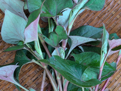 どくだみの葉　天然　山菜　薬草　約100-150ｇ程度　サイズバラバラ