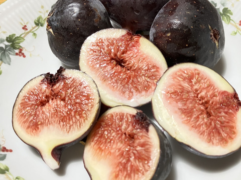 ビオレソリエス（黒いちじく）　露地栽培　農薬不使用　予約販売　注文順に配送