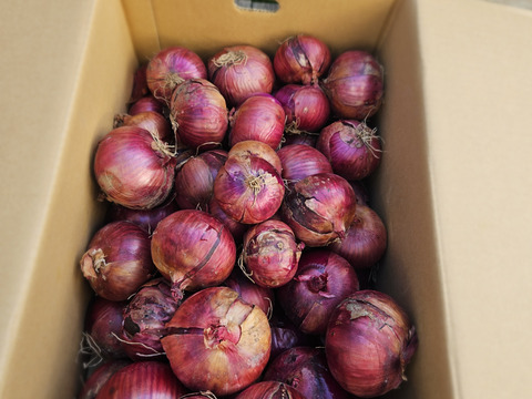 サラダなどの彩りに紫玉ねぎ　20kg