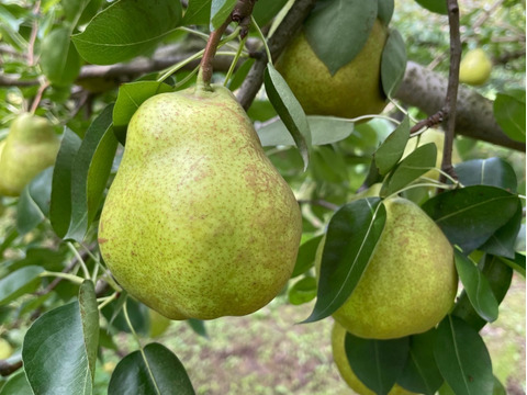 （とろけるように甘い）スーパーラフランス訳あり3kg箱