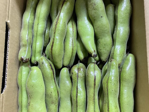 新鮮そら豆お届け便2.5kg