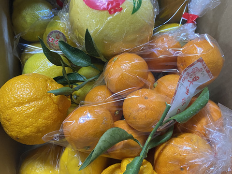 【食べ比べ5～6種類】
農家おすすめの柑橘類詰め合わせ！
5〜6品目詰め合わせです♪何が入っているかお楽しみ😊　　5キロ〜7キロ
中の商品は変更することもあります。