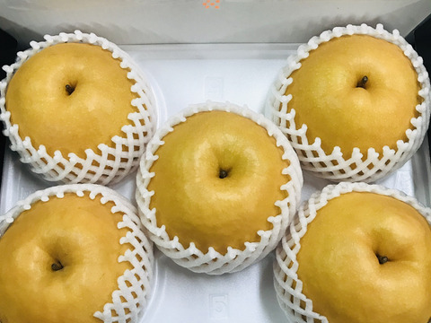 糖度ピークです‼️【大きさにも美味しさにもびっくり‼️】PREMIUM新高(5~6個)約3.5kg✨️コロコロ梨工房の自信作✨️樹上完熟、甘くてとってもフルーティー ✨️鮮度を保つ為クール便で発送🚚