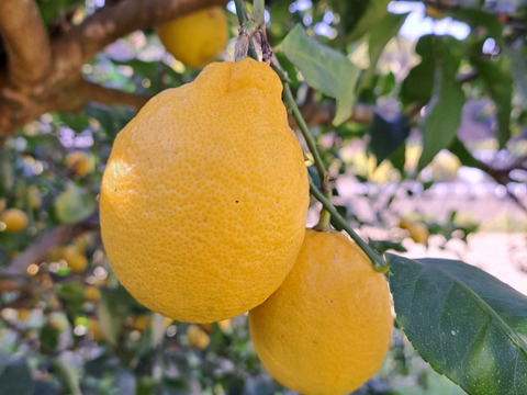 旬の有機栽培柑橘味比べセット3kg